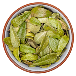 Лист брусники